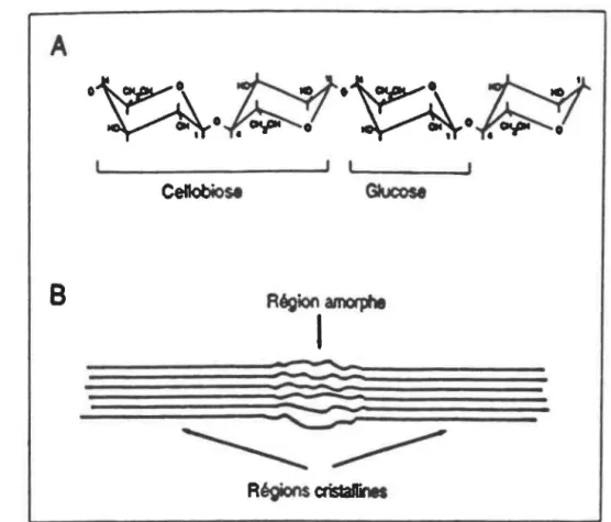 Figure  1:  Structure  de  la  cellulose  (Béguin  et  Aubert,  1992)  A:Liaisons  glucosidiques 