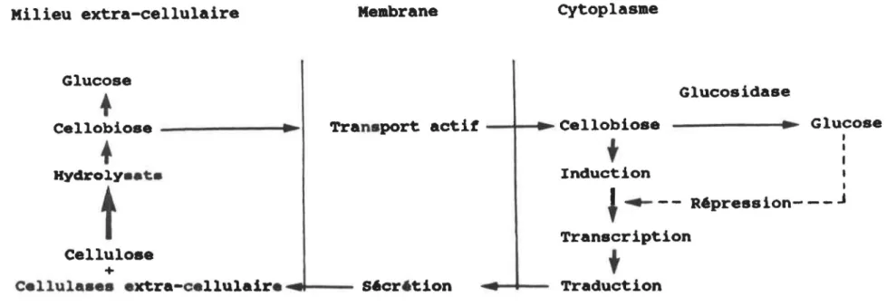 Figure  4:  Modèle  de  la  r6gulation  d e  l a  biosynthèse  des  cellulases  (Gong  et  Ts~o,  1979) 