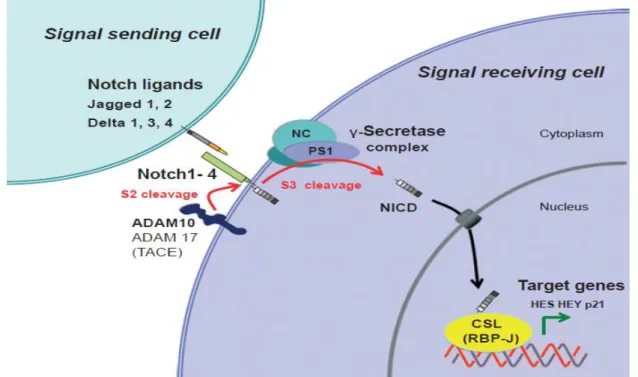 Figure 4 : Signalisation de la γ-sécrétase/Notch altéré dans l’HS :  