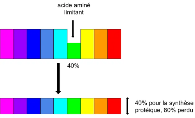 Figure 2 : Schéma du fonctionnement de l’acide aminé limitant sur la protéine