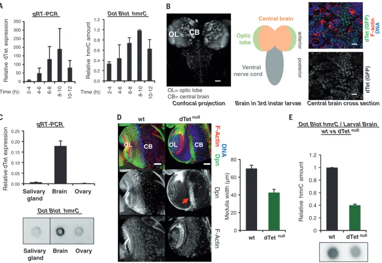 Fig. 4. dTet-deficient fruitflies show impaired brain development, ac- ac-companied by decreased RNA hydroxymethylation