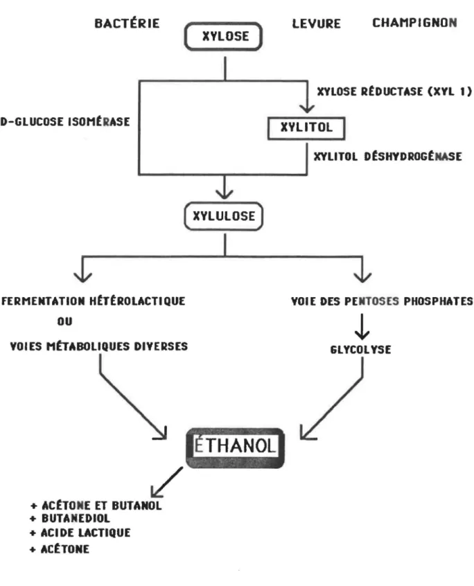 Fig.  1.  Voies de  fermentation  du  xylose par des  bactéries,  levures  et  champignons