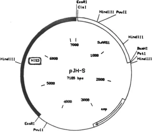 Fig.  3.  Carte de  restriction du  plasmide  PJH-S 