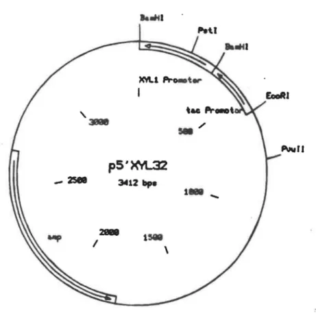 Fig.  4.  Carte de  restriction du  plasmide p5'XYL 32. 