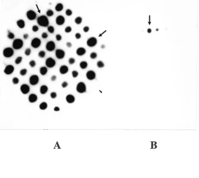 Fig.  5.  Criblage des  clones  après  mutagénèse. 
