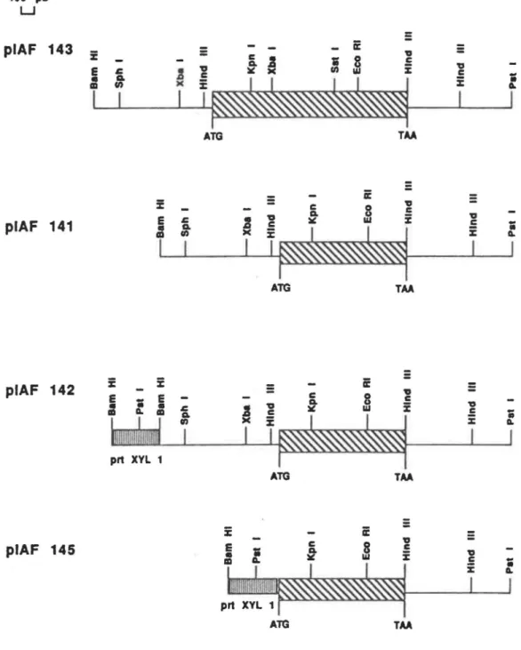 Fig.  8.  Cartes de  restriction  des  inserts  construits. 
