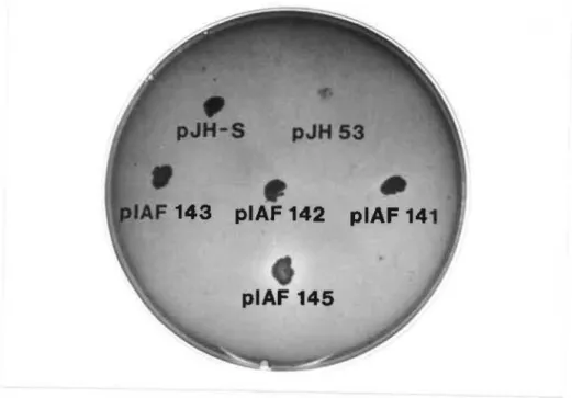 Fig.  10.  Criblage des  transformants producteurs  de  xylanase. 
