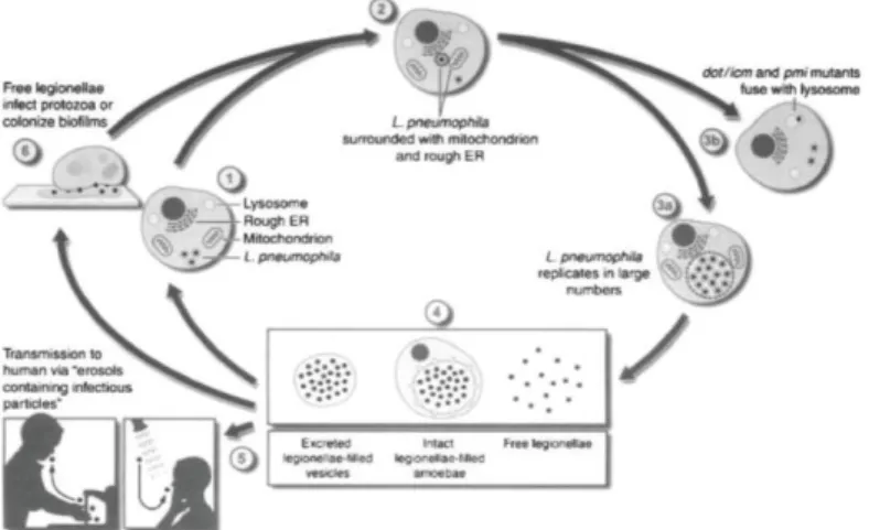 Figure 1 : Cycle réplicatif des légionelles, d’après « Molecular and cell biology of Legionella  pneumophila » (Bitar et al., 2004)