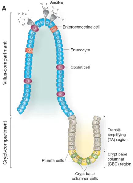 Figure 5: The intestinal epithelium present a high turnover rate (~ 2-6 days) (adapted from Leushacke et al, 2014 [12]) 
