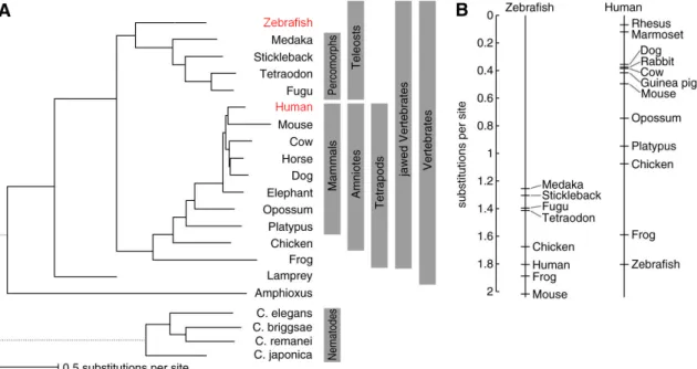 Figure 14: The evolutionary distance between zebrafish and human (adapted from Hiller et al, 2013 [87])