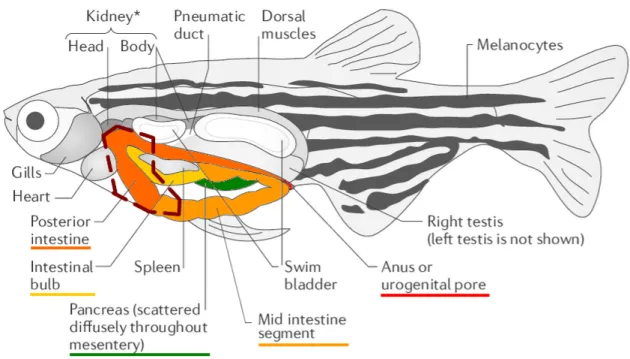 Figure 15: The anatomy of the zebrafish GI tract (adapted from White et al, 2013 [90]) 