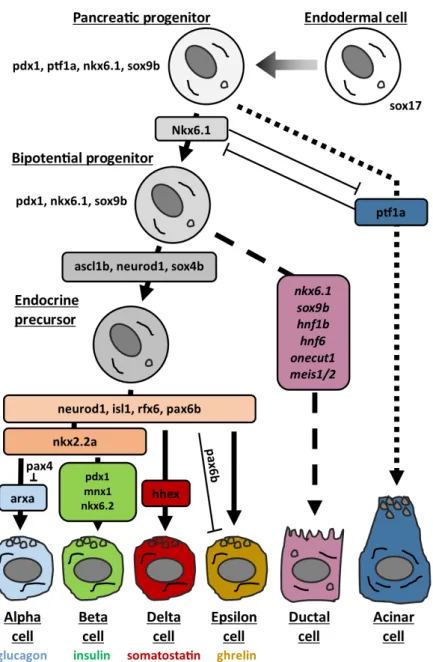 Figure 21: Differentiation of pancreatic cells in zebrafish. Pancreatic progenitors are pdx1-expressing cells derived from endoderm region