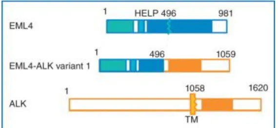Figure 4 : Réarrangement sur le chromosome 2 entre la kinase ALK et EML4  conduisant à un variant à activité oncogénique (23) 