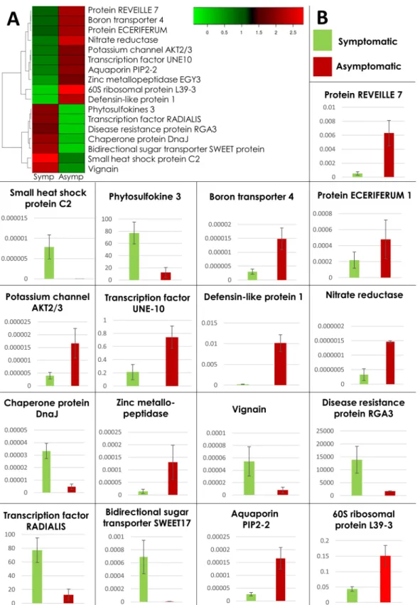 Figure 4.  Validation of gene expression with quantitative RT-PCR. (A) Heat map of 17 selected DEGs for  qRT-PCR in G