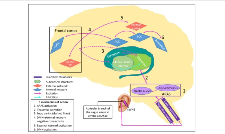 FIGURE 2 | taVNS’ specific potential effects on consciousness recovery processes. This figure illustrates the effects of proposed pathways of transcutaneous auricular vagal nerve stimulation on a damaged brain causing disorders of consciousness, leading to