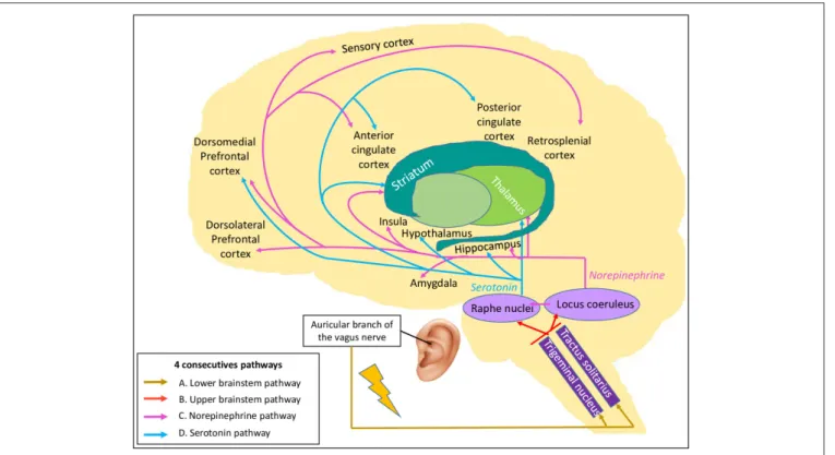 FIGURE 1 | The Vagal Cortical Pathways model: overall four consecutive pathways of the transcutaneous auricular vagal nerve stimulation