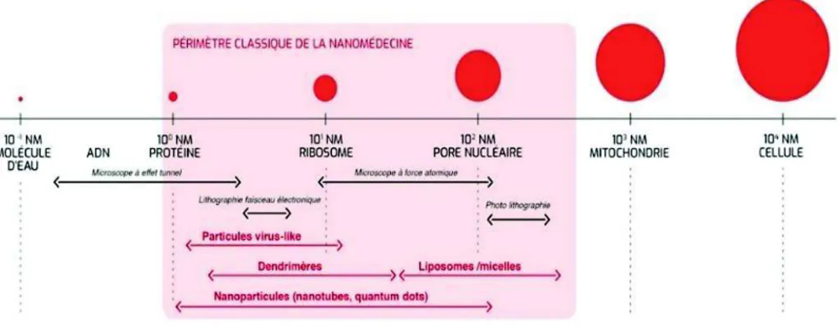 Figure 1. L’échelle de la nanomédecine  Source : www.leem.org (2 ) 