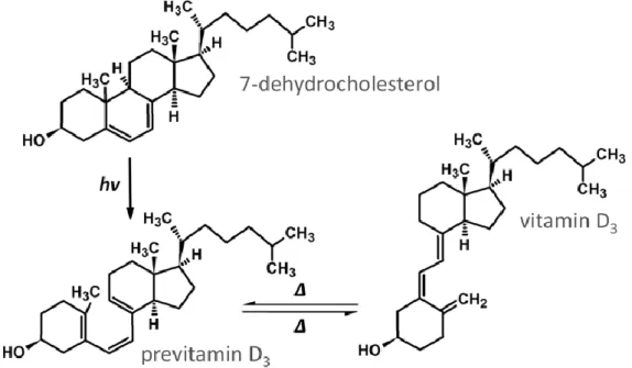 Figure 3 : Conversion du 7-déhydrocholestérol en prévitamine D3 puis en  vitamine D3. 