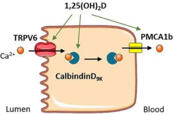 Figure 7 : Absorption intestinale du calcium  
