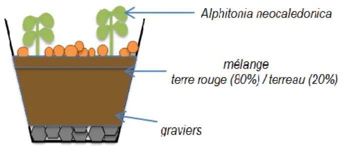 Figure  3  :  Vue  transversale  de  la  mise  en  pot  d'Alphitonia  neocaledonica au stade 4 feuilles