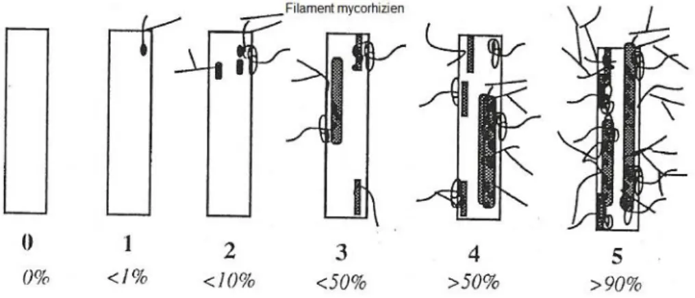 Figure 4  : Notation du degré de mycorhization des fragments racinaires.  