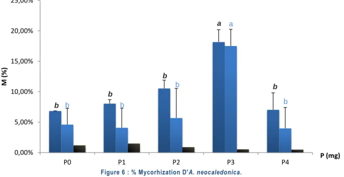 Figure 6 : % Mycorhization D'A. neocaledonica. 
