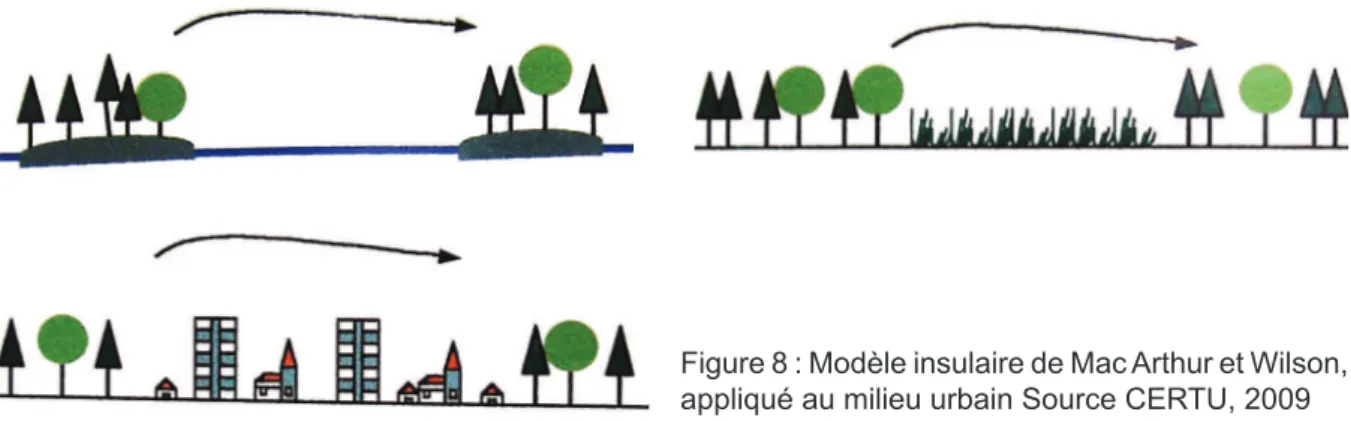 Figure 8 : Modèle insulaire de Mac Arthur et Wilson,  appliqué au milieu urbain Source CERTU, 2009 Il est possible de maintenir la biodiversité en favorisant les échanges entre les espèces via  des corridors écologiques, et à l’échelle globale  de la ville