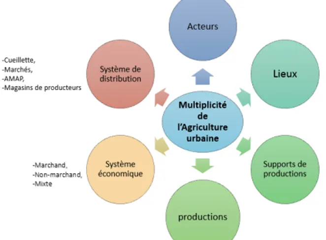 Figure 6 : Résumé de la diversité des formes, localisation et productions de l'agriculture urbaine  