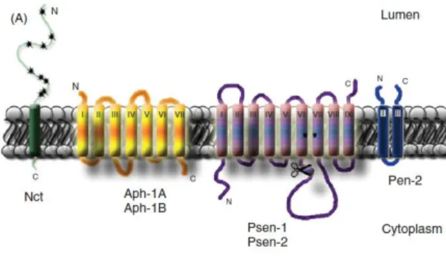 Figure 4 : Représentation schématique de la γ-sécrétase. C’est une protéine constituée de 4 sous-unités : la Nicastrine  (Nct), l’Anterior pharynx defective (Aph-1A ou Aph-1B), la préséniline (Psen-1 ou Psen-2) et la presenilin enhancer 2  (Pen-2)