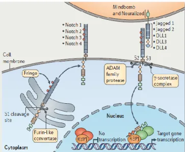 Figure  6 :  Mécanismes  cellulaires  et  moléculaires  impliqués  dans  le  signal  NOTCH