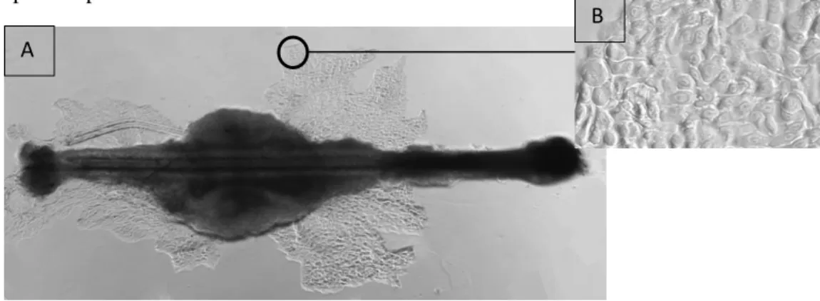 Figure 10 : Photo de kératinocytes prises après 6 jours de culture, observés au microscope optique inversé et grossi 50  fois(A) ou 100 fois (B)