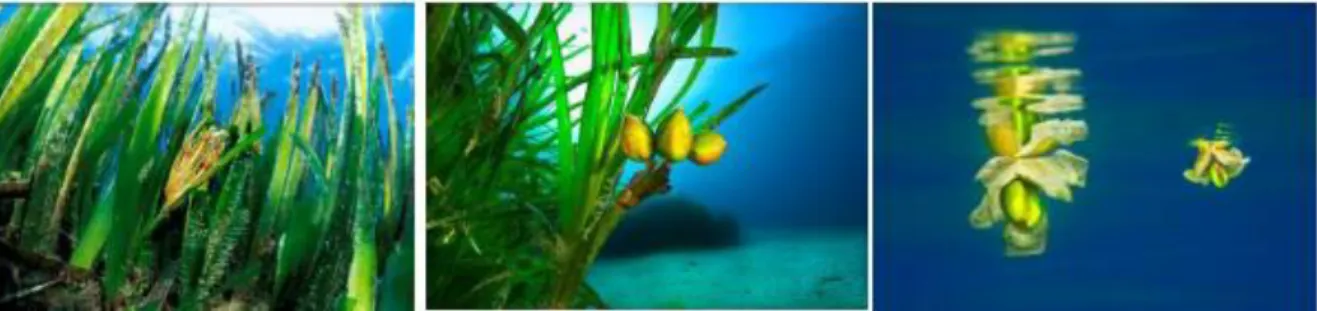 Figure  1  :  La  fleur  de  Posidonia  oceanica  ;  Trois  fruits  dans  l’herbier  ;  Graine  et  fruits  de  posidonie