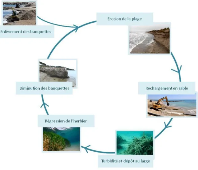 Figure  4  :  Schéma  synthétique  du  &#34;cercle  vicieux&#34;  lié  à  l'enlèvement  des  banquettes  de  Posidonie  et  à  l'érosion des plages