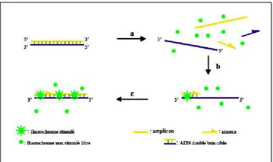Figure 3 : Agents se liant à l’ADN double brin. Phase a : durant la dénaturation, le SYBR GREEN I  libre exhibe peu de fluorescence