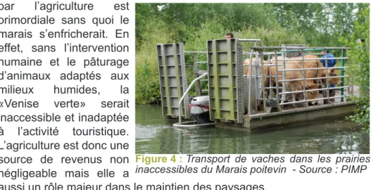 Figure 4 : Transport de vaches dans les prairies  inaccessibles du Marais poitevin  - Source : PIMP 