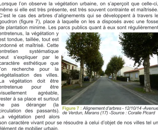 Figure 7 : Alignement d’arbres - 12/10/14 -Avenue  de Verdun, Marans (17) -Source : Coralie Picard