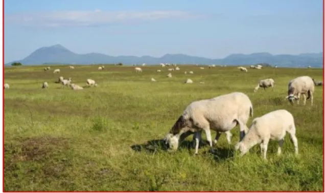 Figure 3 : Moutons pâturant sur le plateau de Gergovie, au loin la Chaîne des Puys. Crédits photo : M