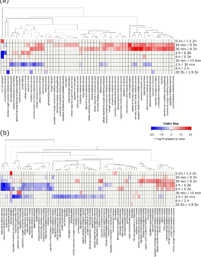 Figure 7. Gene Ontology enrichment analysis of the steady-state response to zinc deficiency and excess  and the dynamic response to zinc deficiency and  resupply in Brachypodium