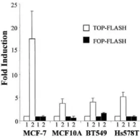 Fig. 5: β-Catenin and TCF-4 activate the TOP-FLASH reporter plasmid. The TOP-FLASH or FOP-FLASH  reporter plasmid was cotransfected with the empty expression vectors (Lane 1) or with the β-catenin and TCF-4  expression vectors (Lane 2)