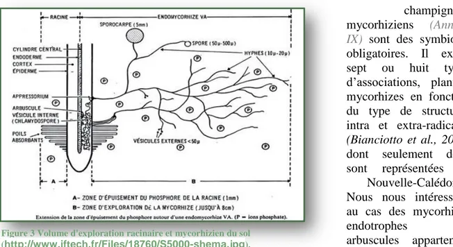 Figure 3 Volume d'exploration racinaire et mycorhizien du sol  ( http://www.iftech.fr/Files/18760/S5000-shema.jpg ).