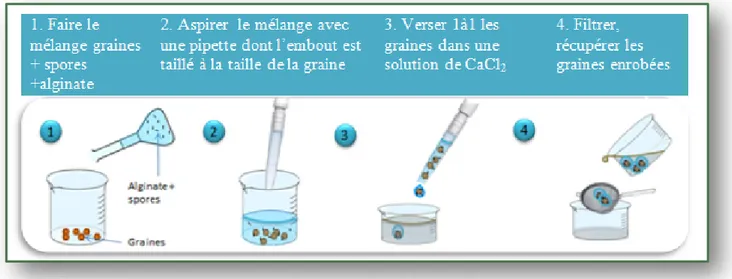 Figure 8 Protocole d’enrobage des graines par l’alginate de Sodium à la micro-pipette