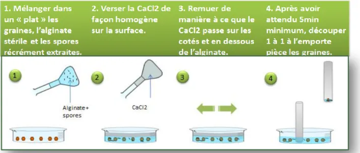Figure 9 Protocole d’enrobage en gâteau des graines par l’alginate de sodium