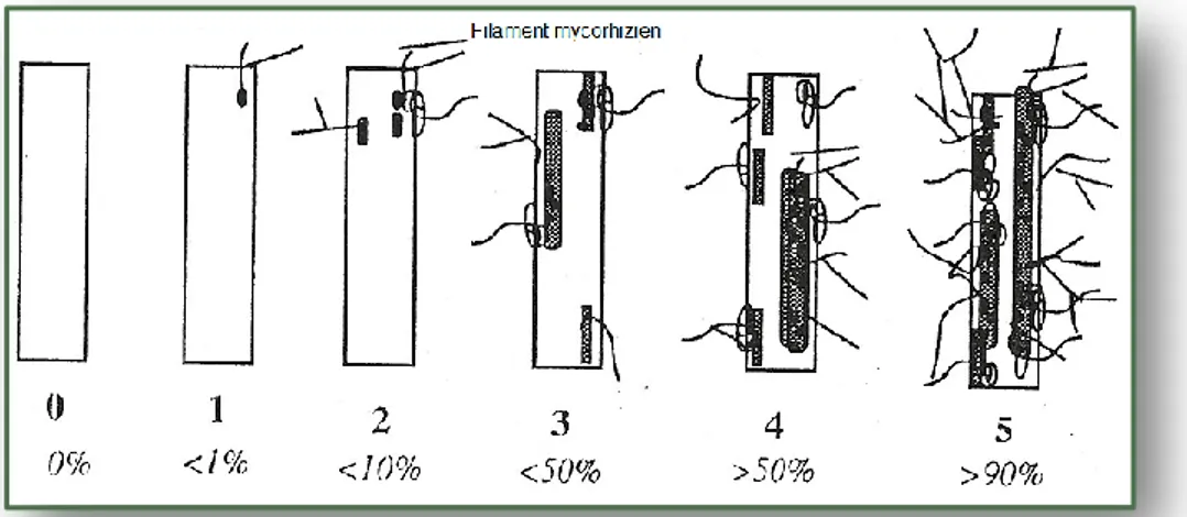 Figure 12 Notation du degré de mycorhization des fragments racinaires. L’échelle  s’étend de 0 (pas de mycorhization) jusqu’à 5 (au moins 90% du fragment est  mycorhizé) (Trouvelot et al., 1986).