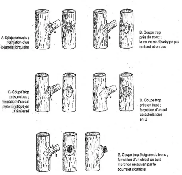 Figure 11 : Réalisation d'une coupe. On remarque l'importance de la distance de la coupe par  rapport à l'insertion de la branche pour la formation du bourrelet cicatriciel