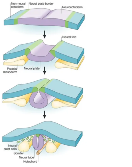 Figure   6.   Schematic   representation   of   neural   crest   cell formation and migration from the neural plate