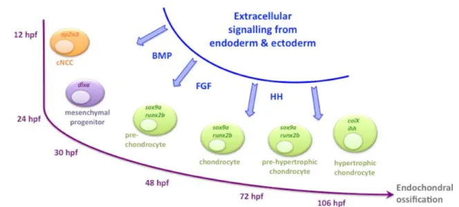 Figure   7.  Schematic   representation   of   cranial   neural   crest   cell differentiation in zebrafish