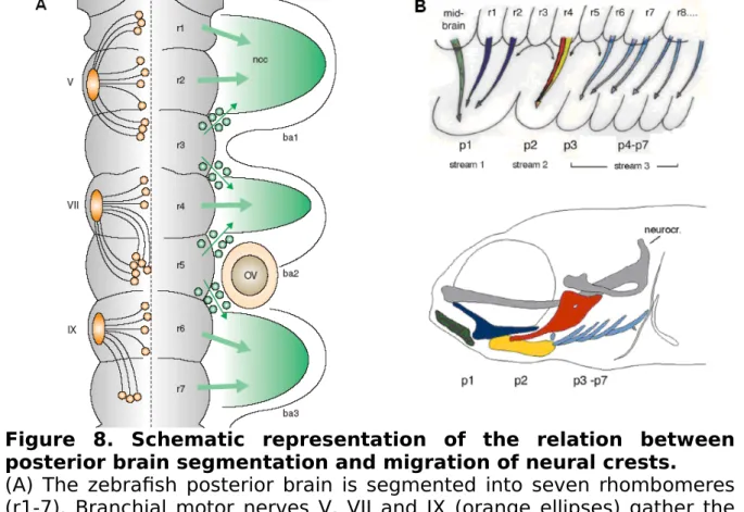 Figure   8.   Schematic   representation   of   the   relation   between posterior brain segmentation and migration of neural crests