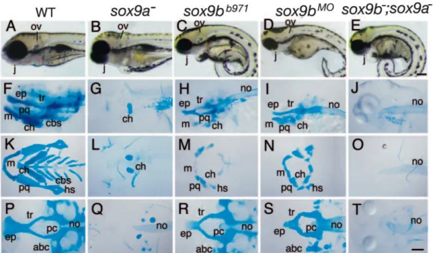 Figure 9. Sox9a and Sox9b mutation causes cartilaginous defects in zebrafish development