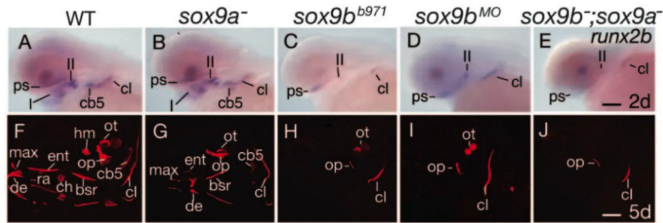 Figure 10. Sox9a and Sox9b are essential for bone formation and Sox9b regulates runx2b expression.