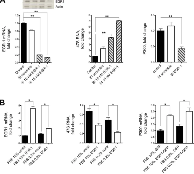 Figure 4. 47S rRNA and EGR1. (A) The synthesis of 47S rRNA is strongly upregulated following inhibition of EGR1